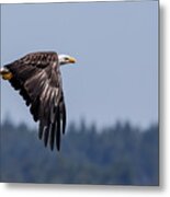 Bald Eagle Hunting Prey Metal Print