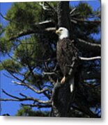 Bald Eagle Perched On Tree Metal Print