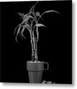 Bamboo Plant Metal Print