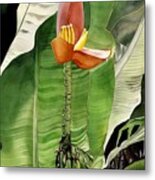 Banana Blossom Metal Print