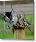 Band-tailed Pigeons #1 Metal Print