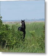 Banker Horse And Egret - Landscape Metal Print