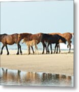 Banker Horses - 1 Metal Print