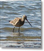 Bar-tailed Godwit Metal Print