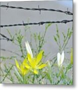 Barb Wire Beauty Metal Print
