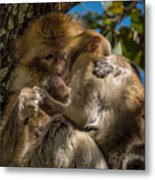 Barbary Macaque With Her Baby Metal Print