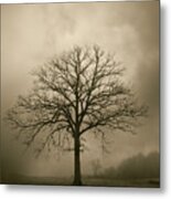 Bare Tree And Clouds Metal Print