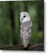 Barn Owl In The Woods 2 Metal Print