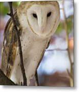 Barn Owl Metal Print