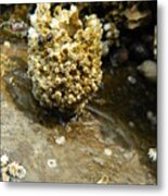 Barnacle Worm Metal Print