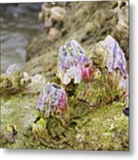 Barnacles On Hutchinson Island Florida Metal Print