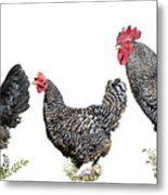 Barnyard Chickens Metal Print
