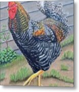 Barnyard King Metal Print