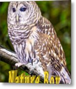 Barred Owl Nature Boy Metal Print