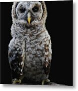 Barred Owl Baby -4 Metal Print