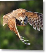 Barred Owl Flying Toward You Metal Print