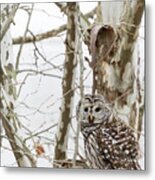 Barred Owl Metal Print