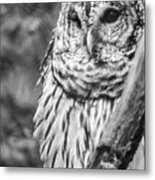 Barred Owl In Thought Metal Print