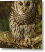 Barred Owl On The Alert Metal Print