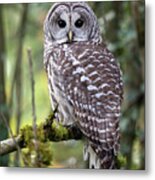 Barred Owl Strix Varia Closeup Metal Print