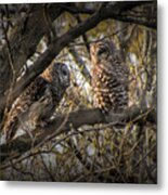 Barred Owls Perched On A Tree Branch Metal Print