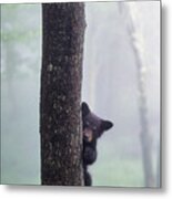 Bashful Bear Cub - Fs000230 Metal Print