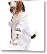 Basset Hound Dog Dressed As A Veterinarian Metal Print