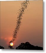 Bat Swarm At Sunset Metal Print