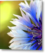 Batchelors Blue And White Button Metal Print