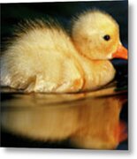 Bath Duckie Metal Print