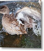 Bathing Duck Metal Print