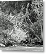 Beach Bones Metal Print