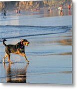 Beach Dog Playing Fetch Metal Print