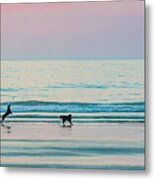 Beach Dogs Playing At Dawn Metal Print