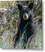 Bear Cub At Waterton Canyon Metal Print