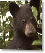 Bear Cub In Apple Tree7 Metal Print