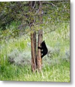 Bear Cub In Tree Metal Print