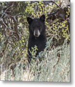 Bear Cub Looking For Mom Metal Print