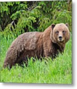 Bear In Alaska Metal Print