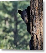 Bear4 Metal Print