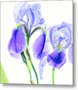 Bearded Iris Metal Print