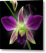 Beauties Metal Print