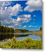 Beautiful Afternoon In The Pine Lands Metal Print