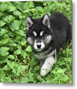 Beautiful Alusky Puppy Peaking Out Of Green Foliage Metal Print