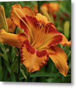 Beautiful Daylily Metal Print