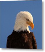 Beautiful Eagle Metal Print