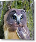 Beautiful Eyes Of A Saw-whet Owl Chick Metal Print