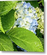 Beautiful Hydrangea Metal Print