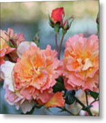 Beautiful Roses Metal Print