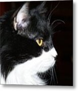 Beautiful Sammy Metal Print